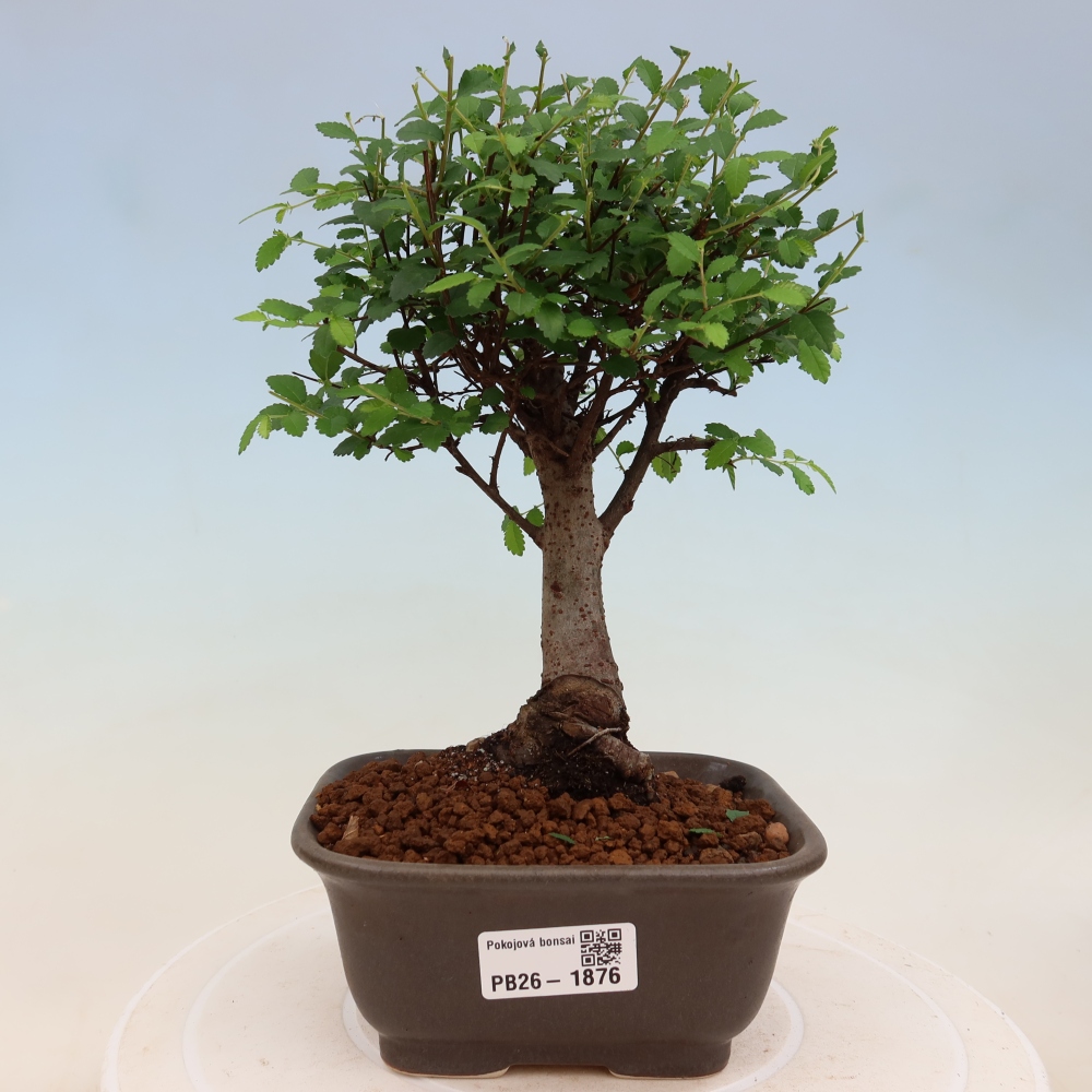 Szobai bonsai - Ulmus parvifolia - Kislevelű szilfa