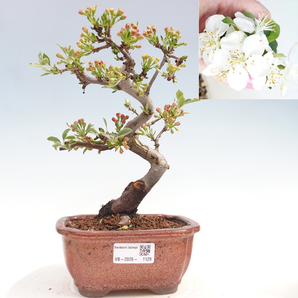 Kültéri bonsai - Malus sargentii - Kis gyümölcsű almafa