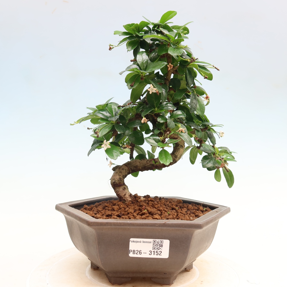Szobai bonsai - Carmona macrophylla - Tea fuki