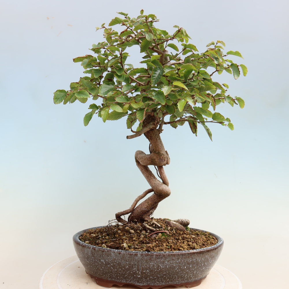 Kültéri bonsai -Carpinus CARPINOIDES - Koreai gyertyánfa
