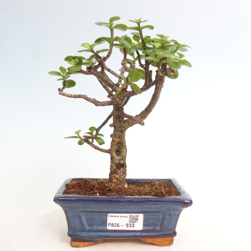 Szoba bonsai - Portulakaria Afra - Tlustice
