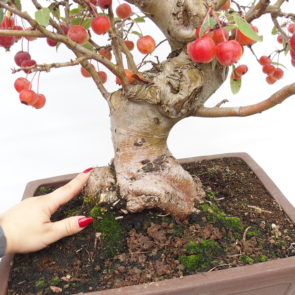 Kültéri bonsai -Malus halliana - Kis gyümölcsű almafa