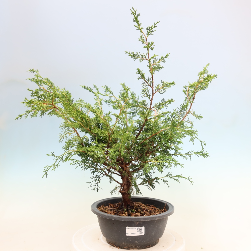 Kültéri bonsai - Juniperus chinensis Itoigawa