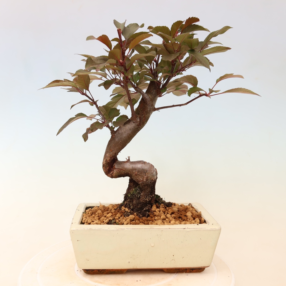 Kültéri bonsai -Malus domestica - Kis gyümölcsű piros levelű almafa