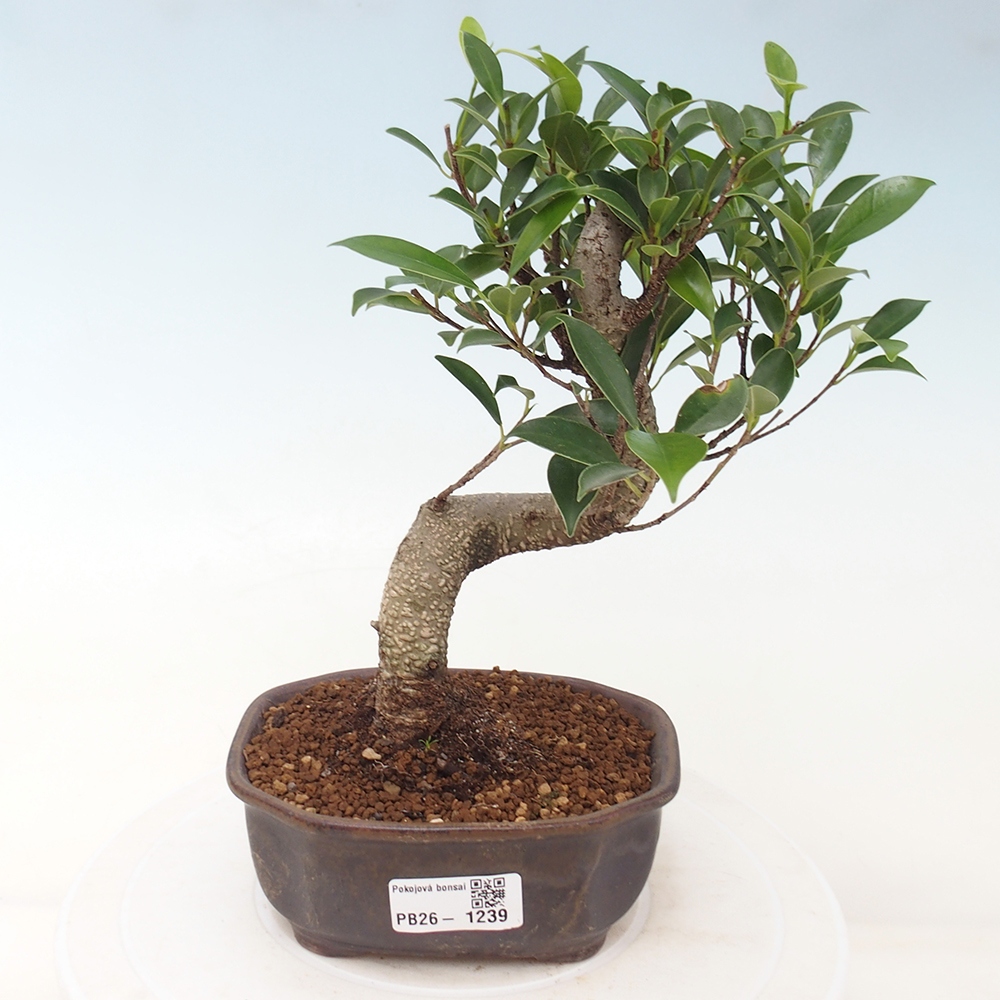 Szobai bonsai - Ficus retusa - kislevelű fikusz
