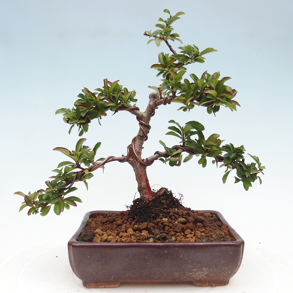 Kültéri bonsai-Pyracantha Teton - Hlox