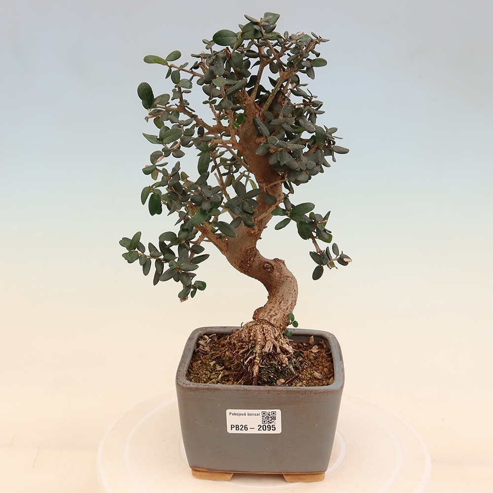 Beltéri bonsai - Olea europaea sylvestris