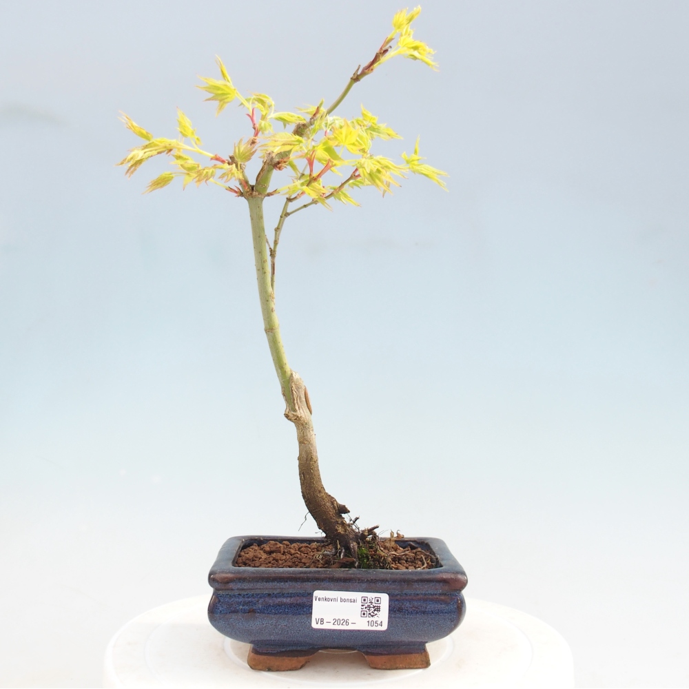Acer palmatum Aureum - Arany juhar