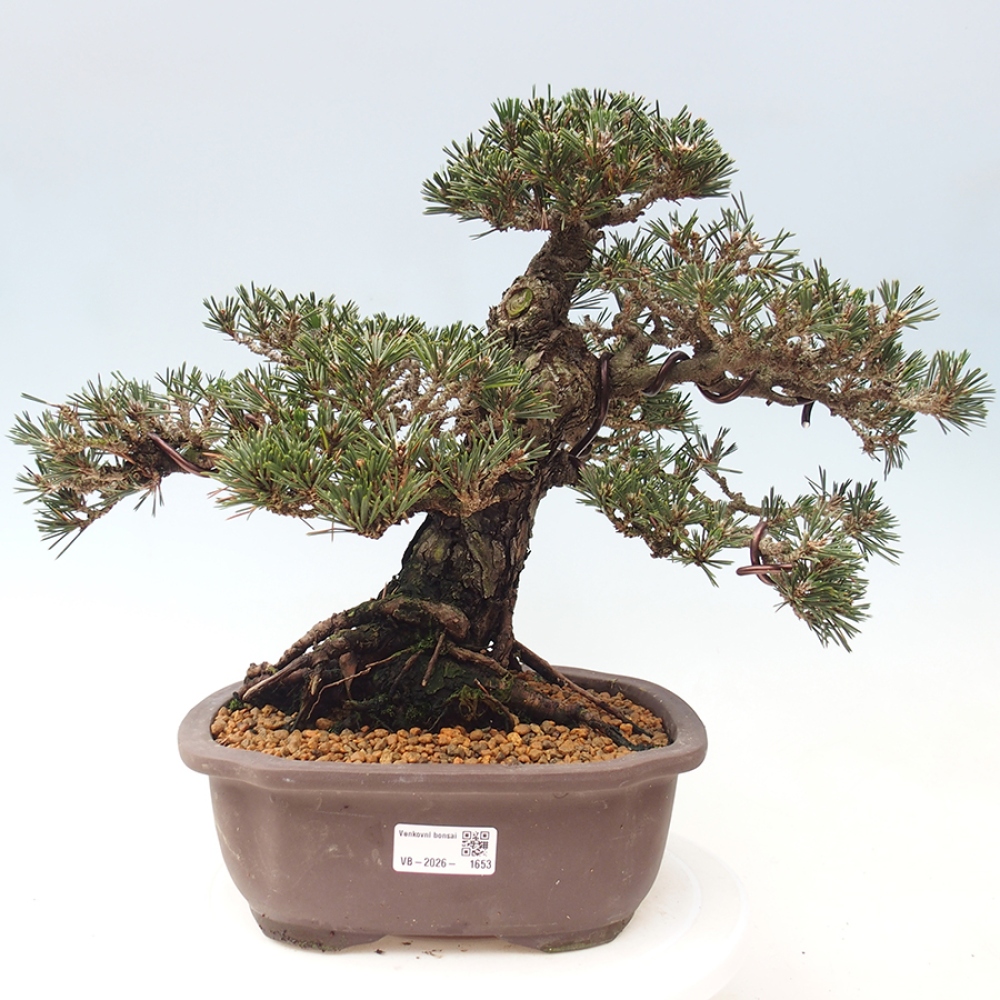 Kültéri bonsai - Pinus thunbergii Kotobuki - Thunberg fenyő