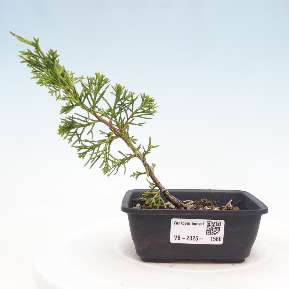 Kültéri bonsai - Juniperus chinensis Itoigawa