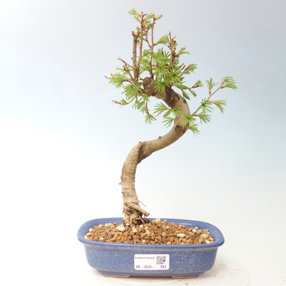 Kültéri bonsai -Pseudolarix amabis-Pseudolarix amabis-Pseudolarix amabis