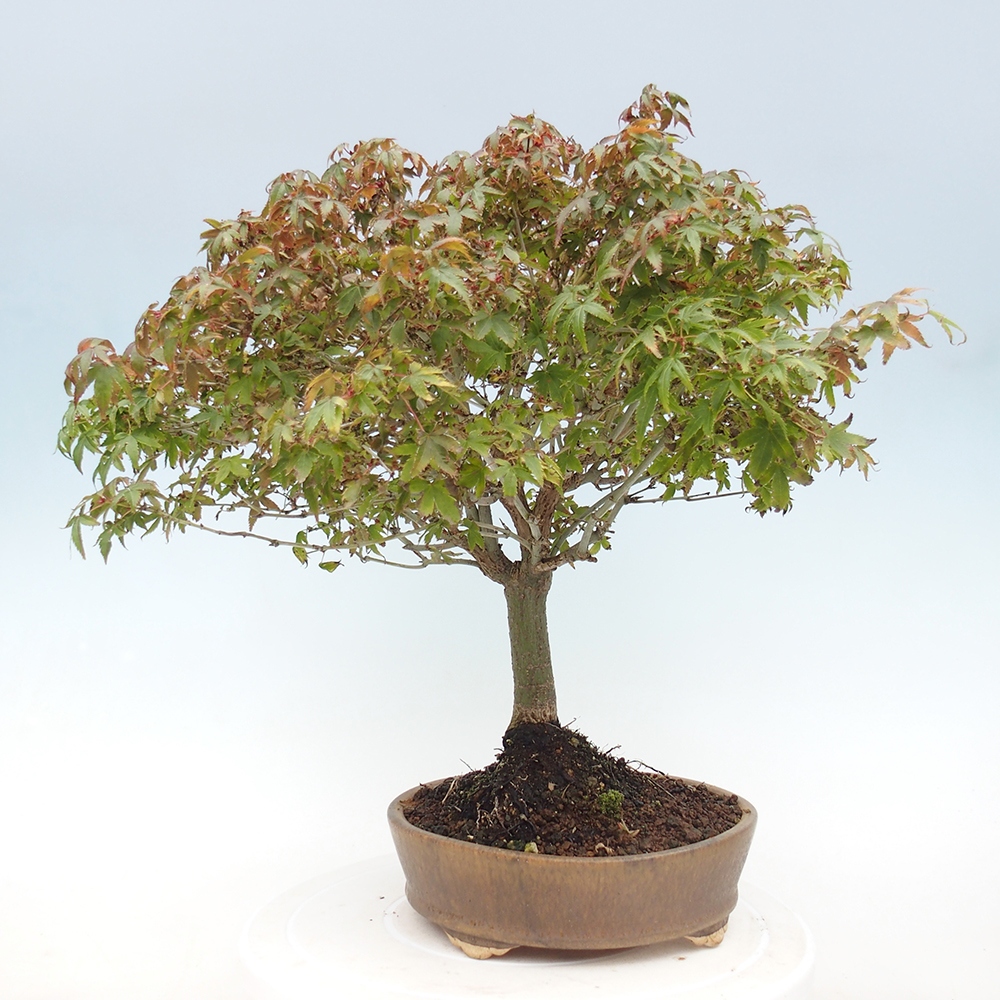 Acer palmatum KIOHIME - Pálma juhar