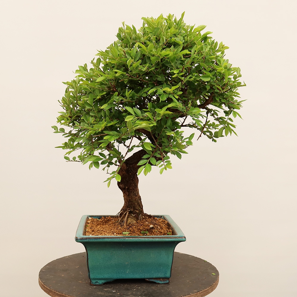 Kültéri bonsai - Zelkova - Zelkova NIRE