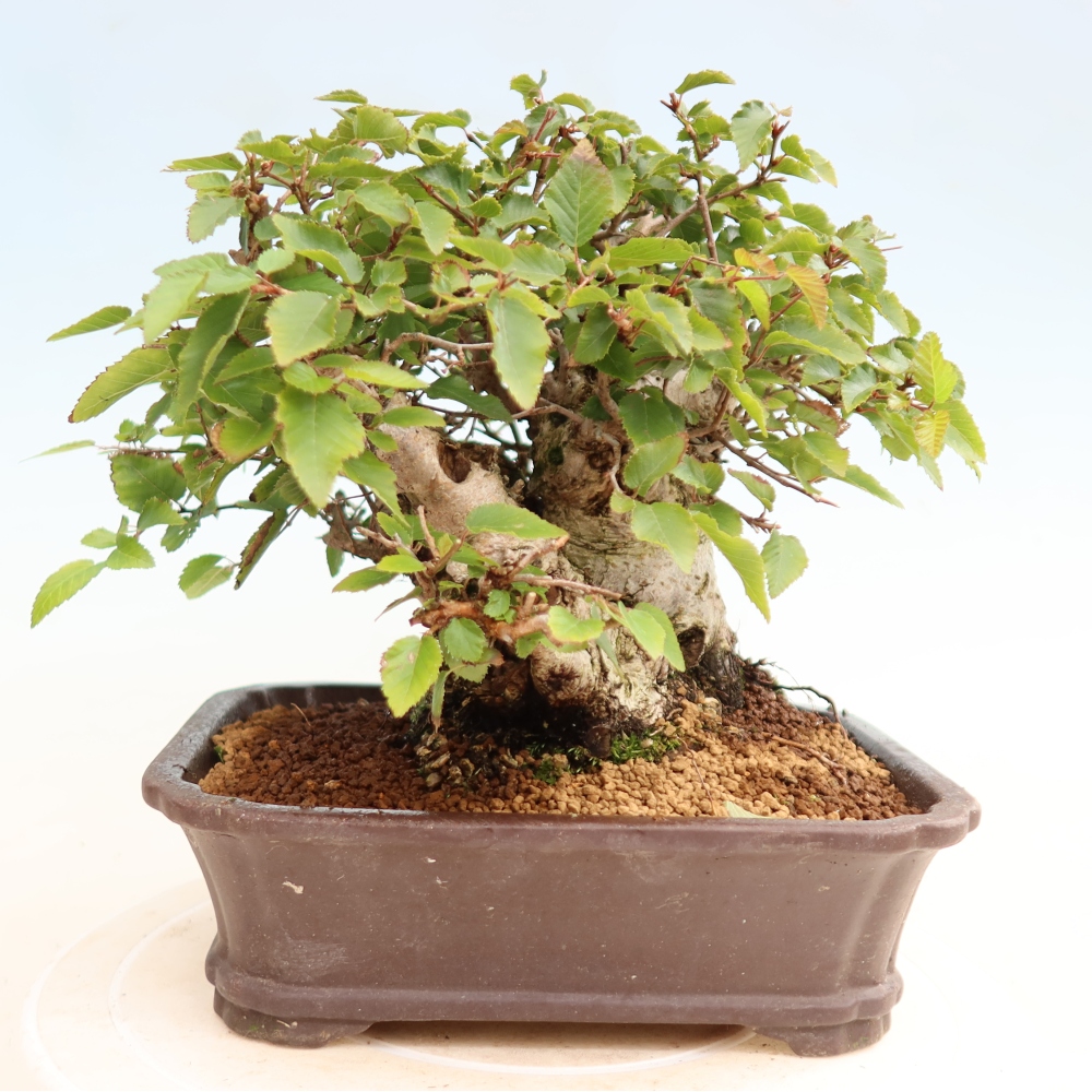 Kültéri bonsai -Carpinus CARPINOIDES - Koreai gyertyánfa
