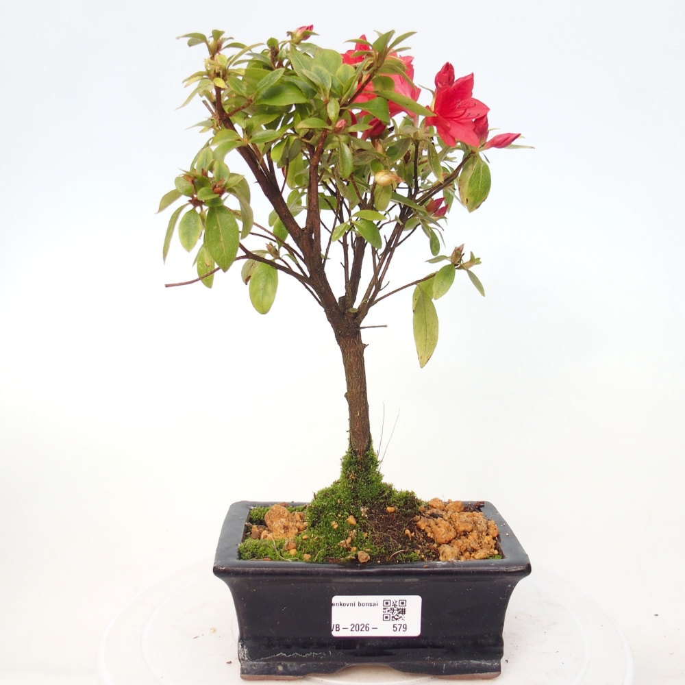 Kültéri bonsai - japán azálea - Azalea sp.