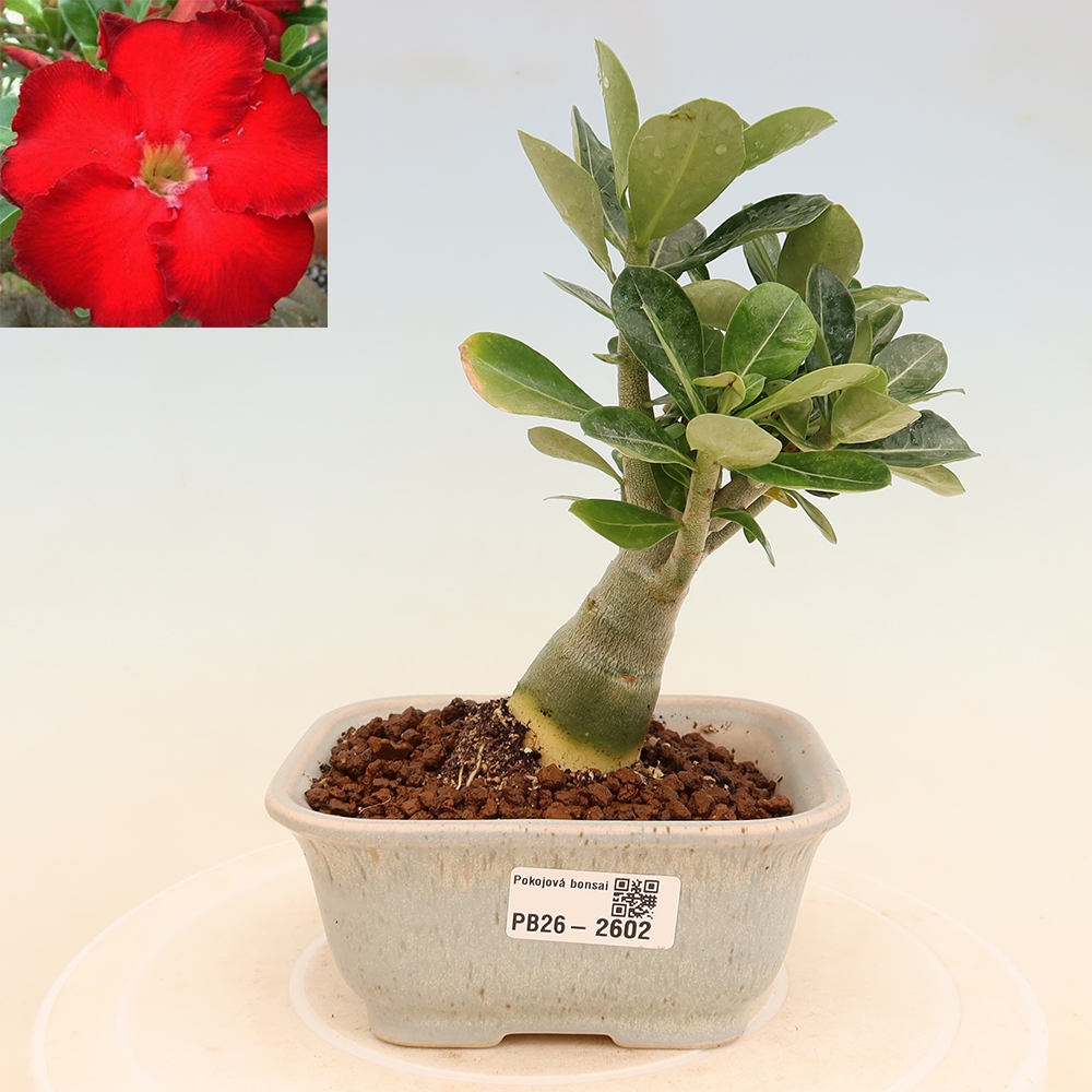 Szobabonsai – Adenium obesum Red Star – Sivatagi rózsa