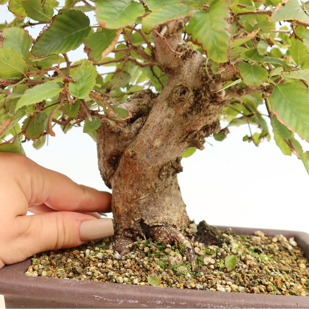 Kültéri bonsai -Carpinus CARPINOIDES - Koreai gyertyánfa
