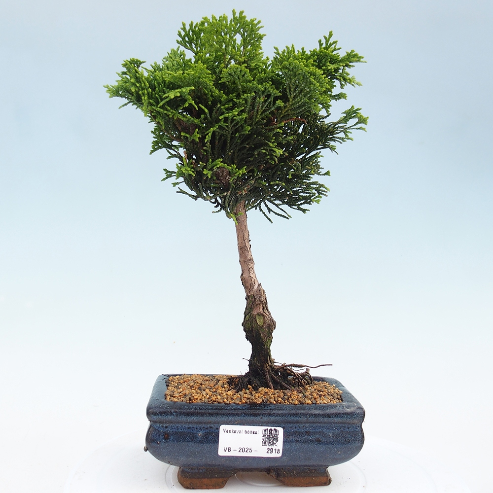 Kültéri bonsai - Cham.pis obtusa Nana Gracilis - ciprus