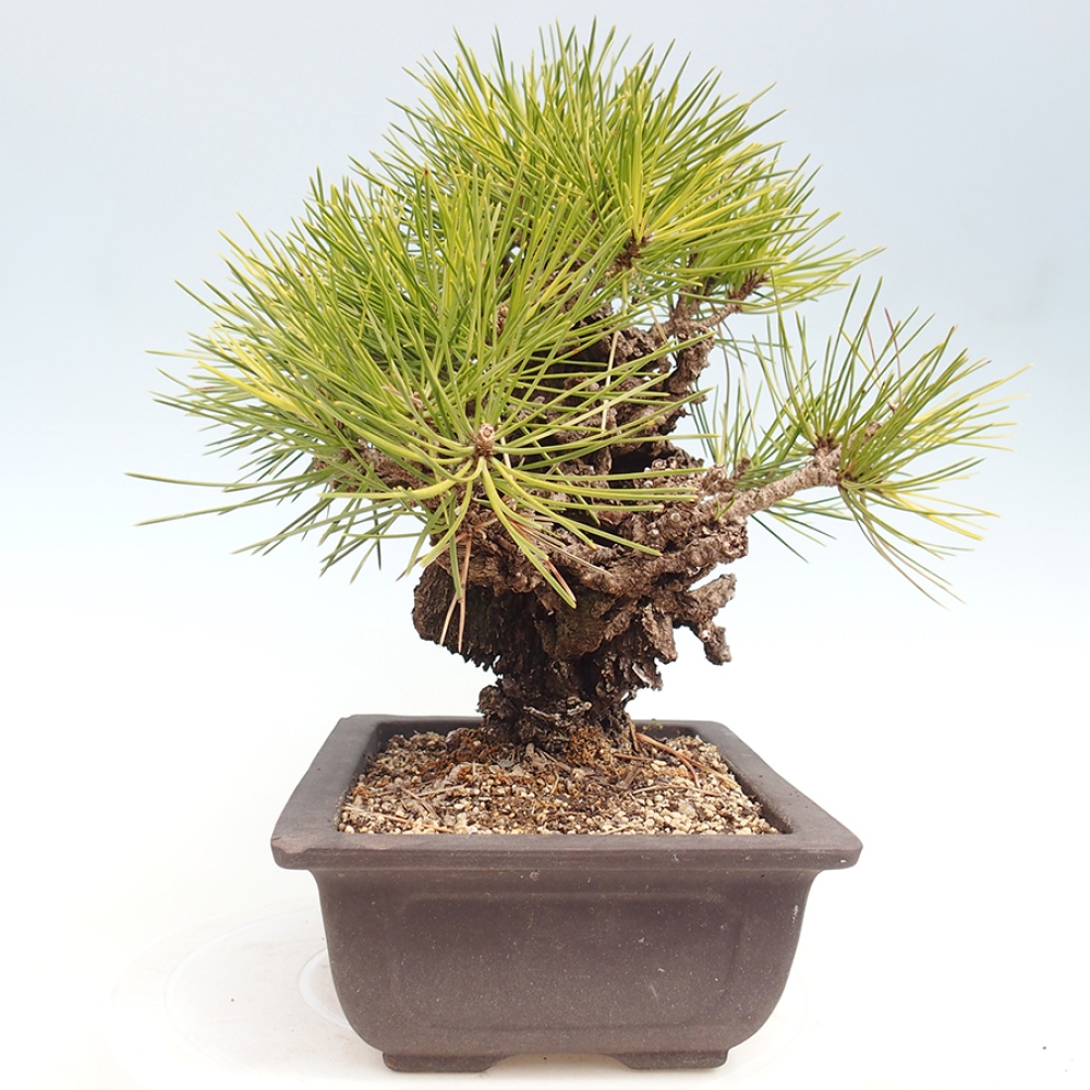 Kültéri bonsai - Pinus thunbergii - Thunberg fenyő