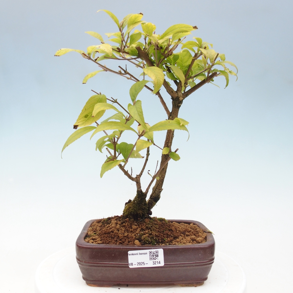 Kültéri bonsai - Callicarpa japonica