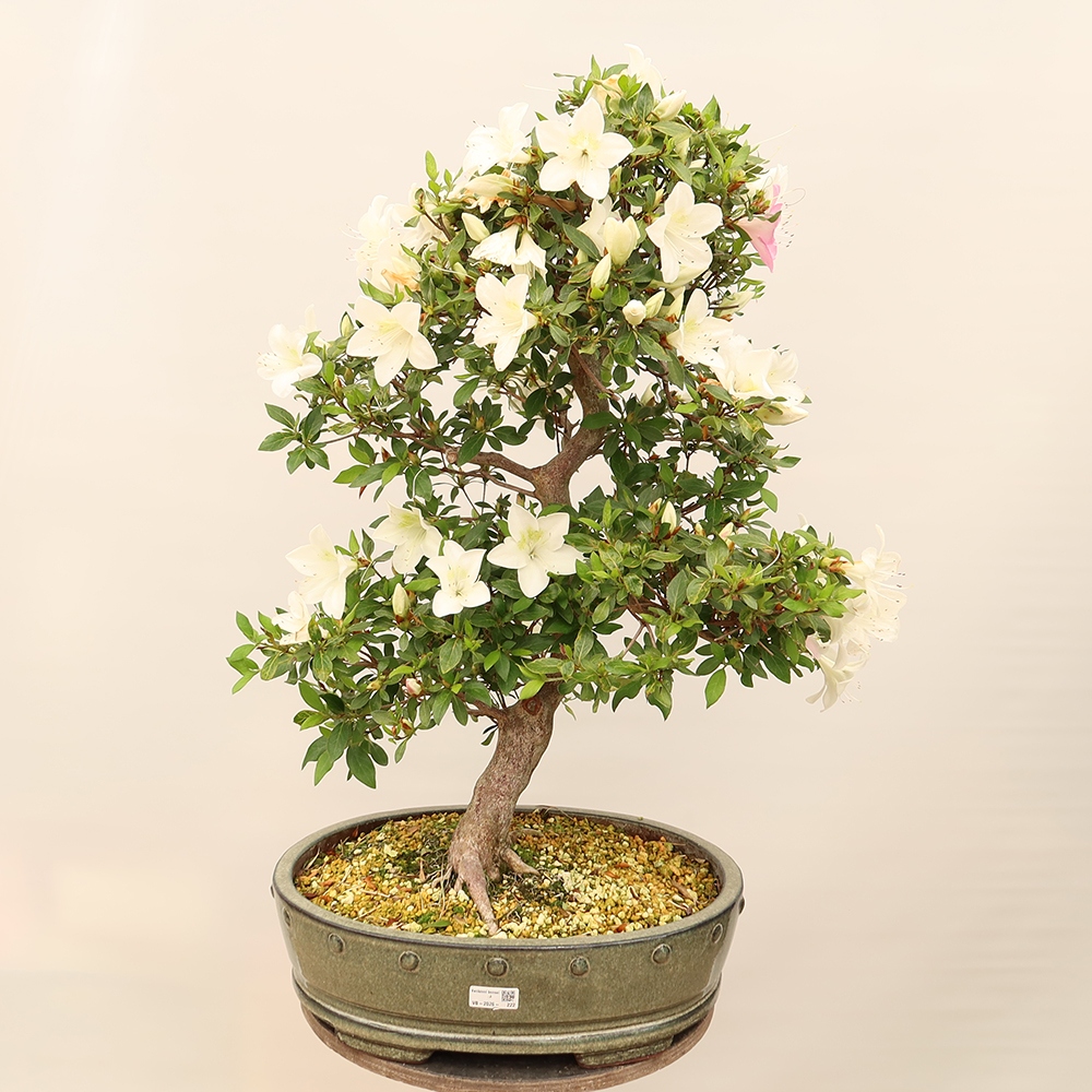 Kültéri bonsai - Japán azálea - Azálea kéz