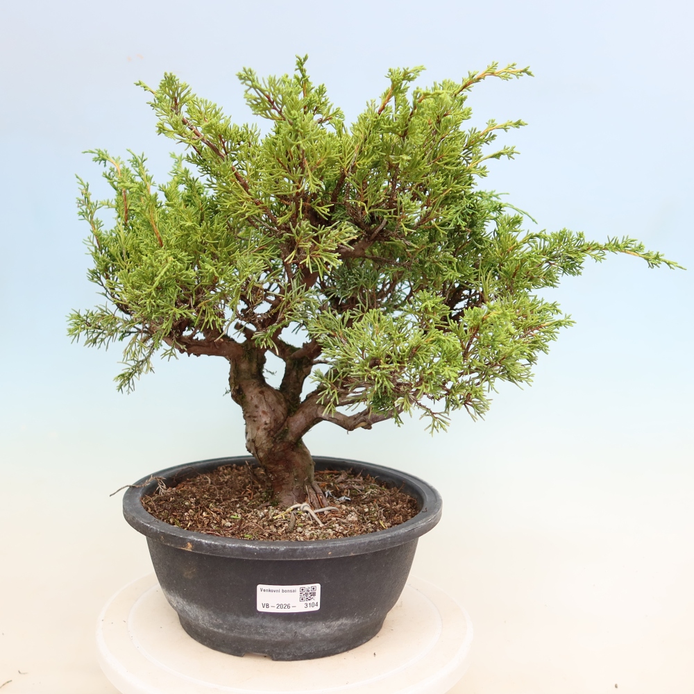 Kültéri bonsai - Juniperus chinensis Itoigawa-Juniperus chinensis