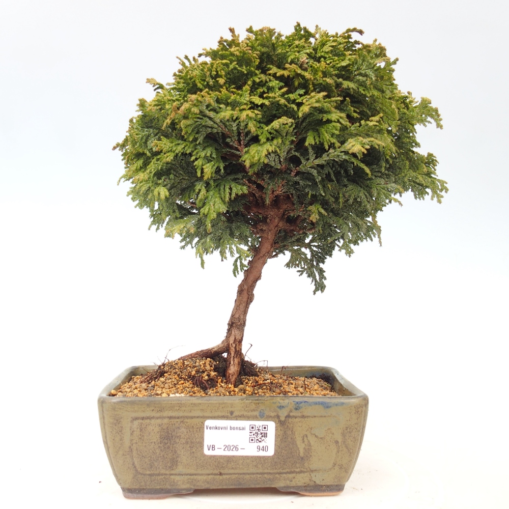 Kültéri bonsai - Cham.pis Parslori - ciprus
