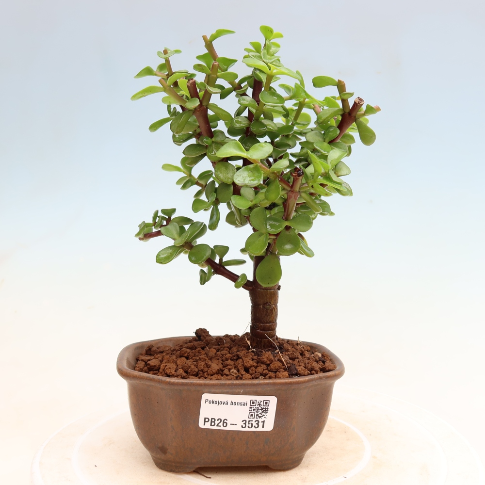 Szoba bonsai - Portulakaria Afra - Tlustice