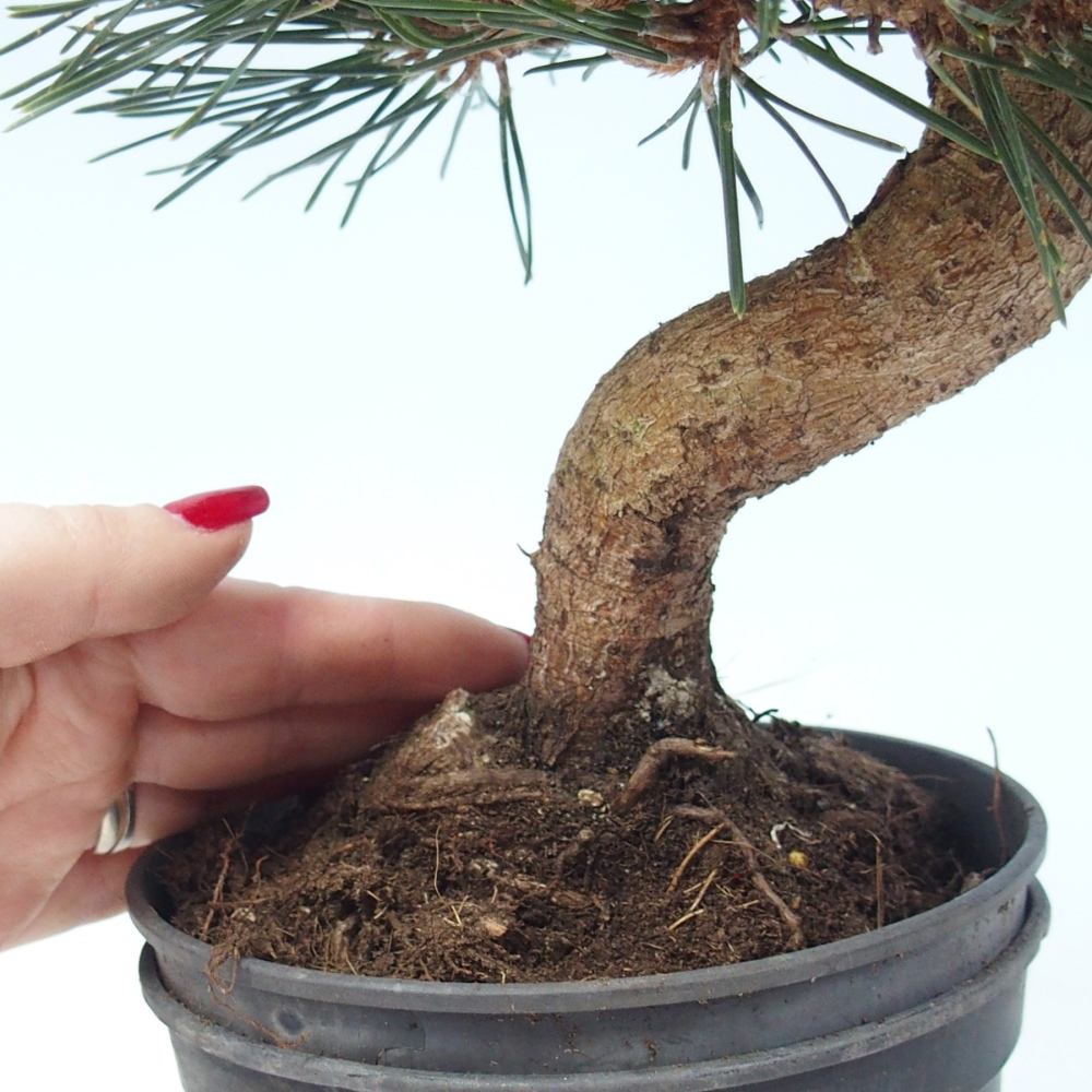 Kültéri bonsai - Pinus thunbergii senjyumaru - Thunberg fenyő