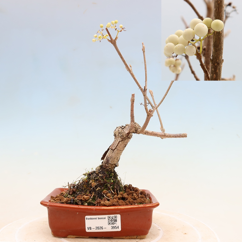 Kültéri bonsai – Callicarpa bodinieri Snowqueen – Gyönyörűtermésű bokor