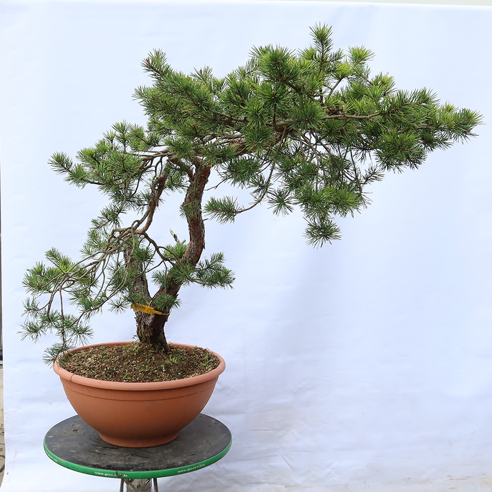 Pinus sylvestris Spanyolország – erdei fenyő