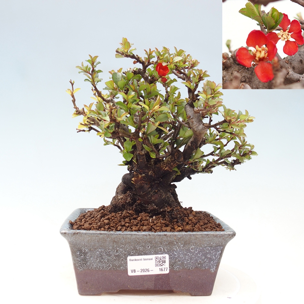 Kültéri bonsai - Chaneomeles speciosa - birs