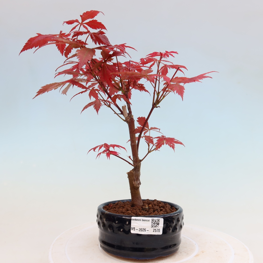 Kültéri bonsai - Acer pálma. Atropurpureum-Javor palmate