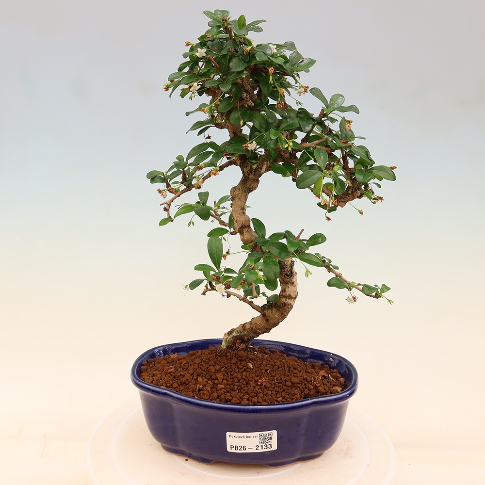 Szobai bonsai - Carmona macrophylla - Tea fuki
