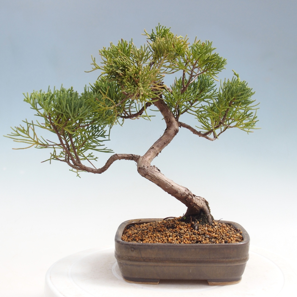 Kültéri bonsai - Juniperus chinensis Kishu