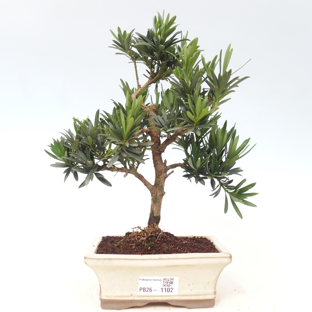 Szobai bonsai - Podocarpus - Kőtiszafa