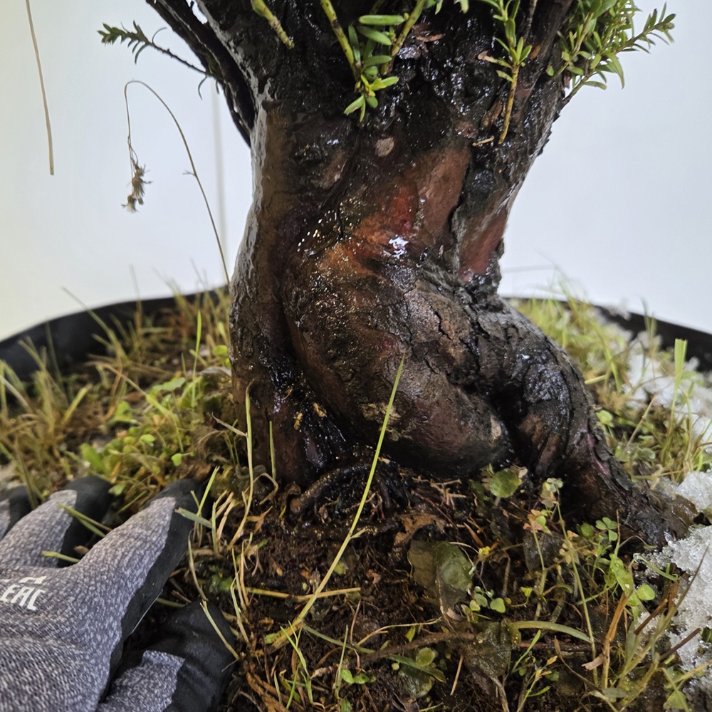 Kültéri bonsai japán tiszafa - Taxus cuspidata