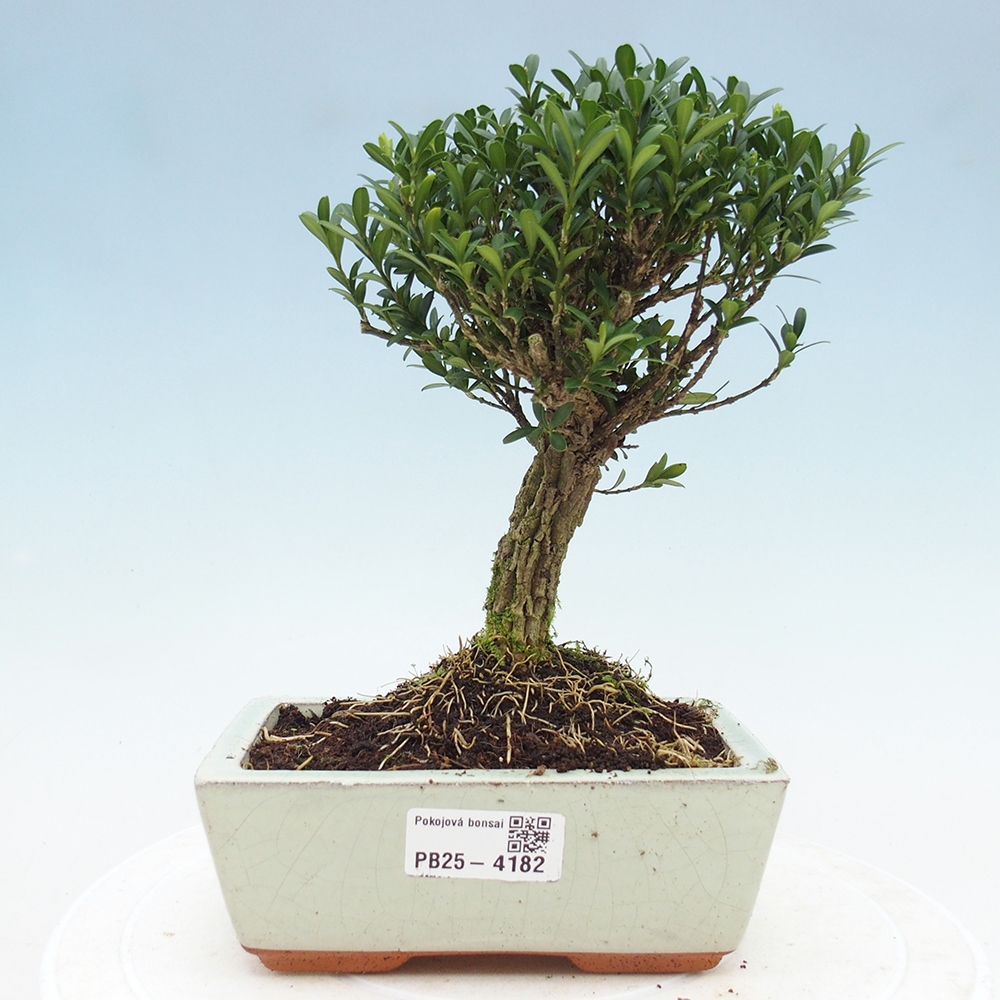 Szobai bonsai - Buxus harlandii - parafa buxus