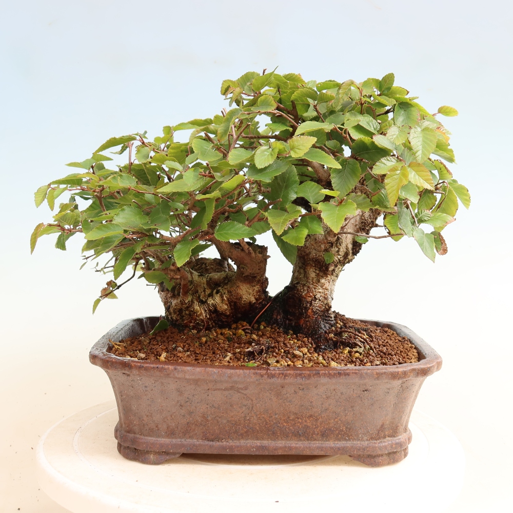 Kültéri bonsai -Carpinus CARPINOIDES - Koreai gyertyánfa