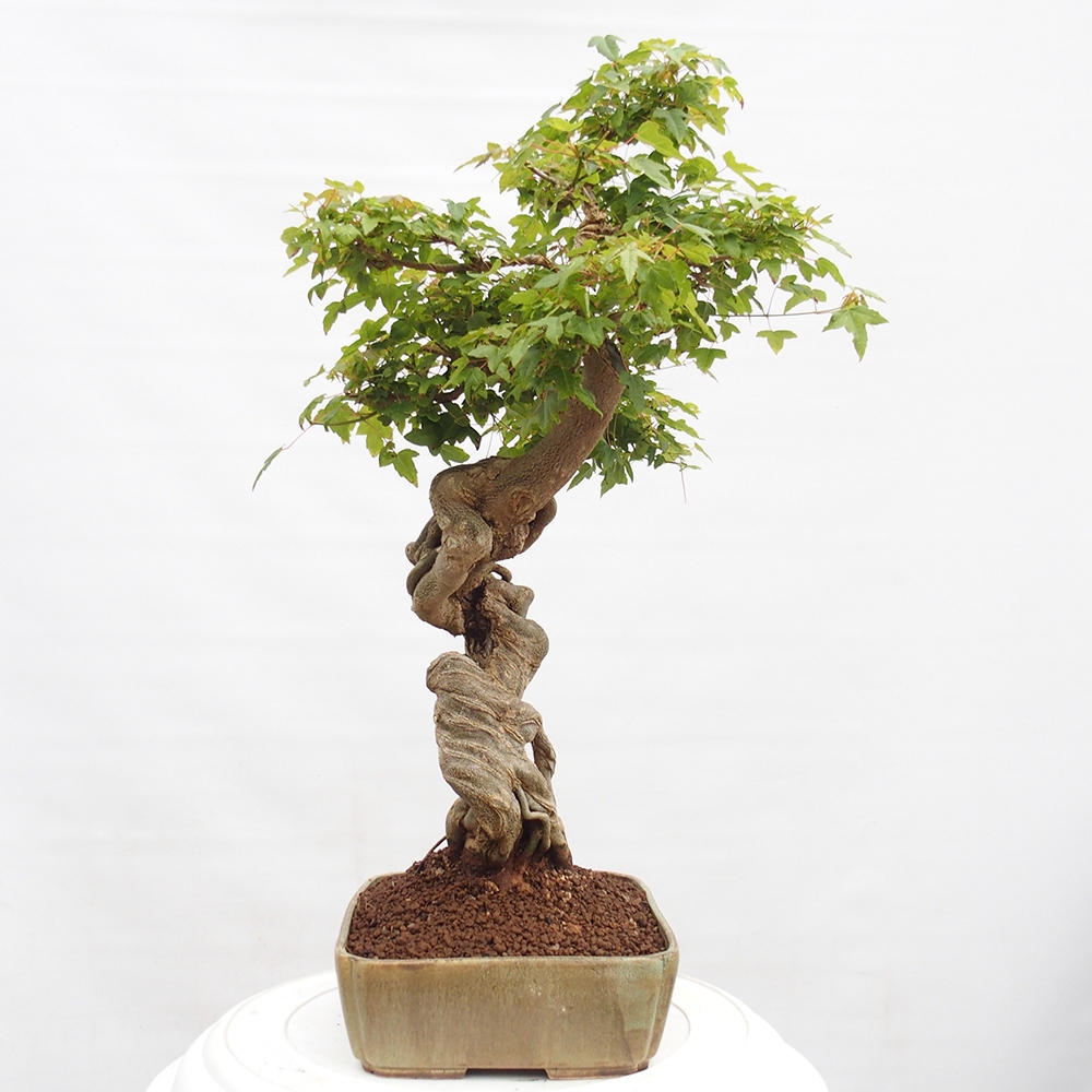 Kültéri bonsai - Acer Buergerianum - Burger juhar