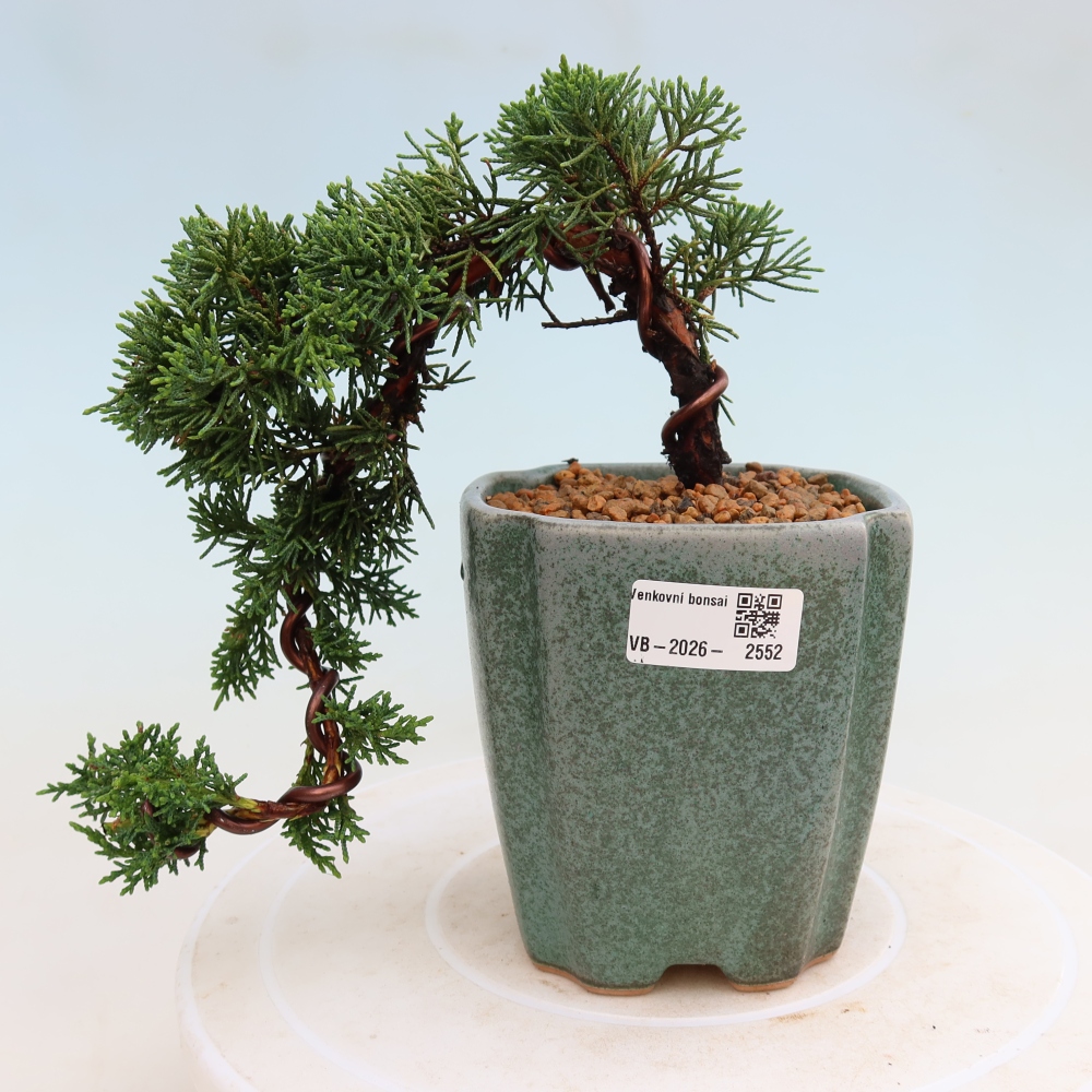 Kültéri bonsai - Juniperus chinensis Kishu
