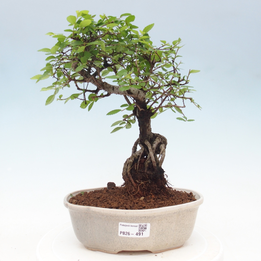 Szobai bonsai - Ulmus parvifolia - Kislevelű szilfa