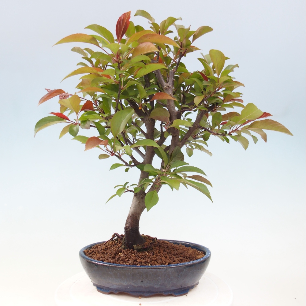 Kültéri bonsai -Malus domestica - Kis gyümölcsű piros levelű almafa