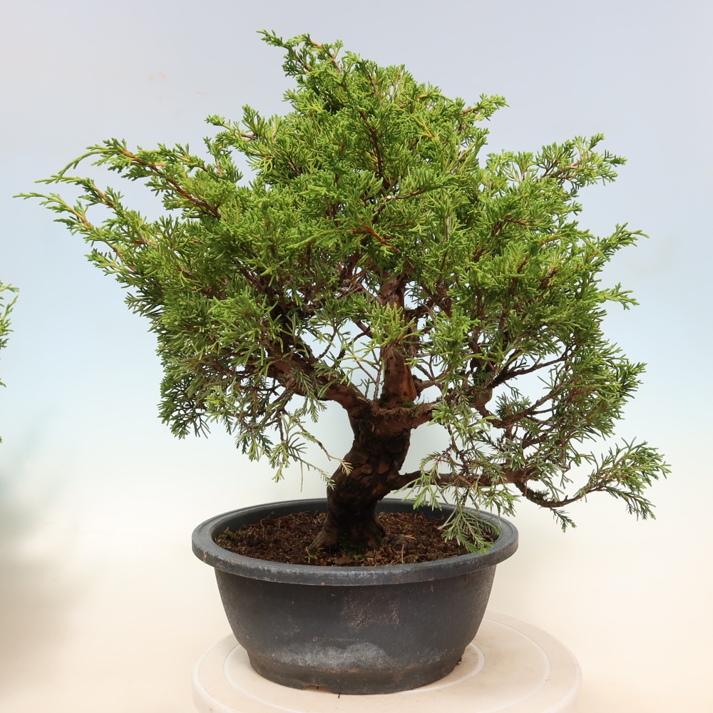 Kültéri bonsai - Juniperus chinensis Itoigawa-Juniperus chinensis