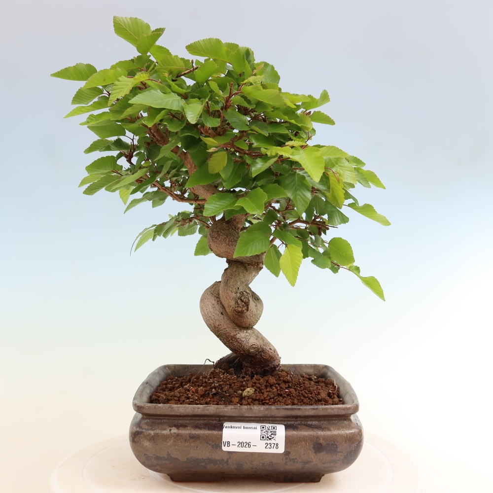 Kültéri bonsai -Carpinus Coreana - Koreai gyertyánfa