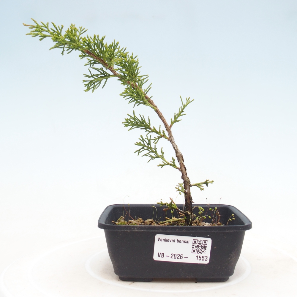 Kültéri bonsai - Juniperus chinensis Itoigawa