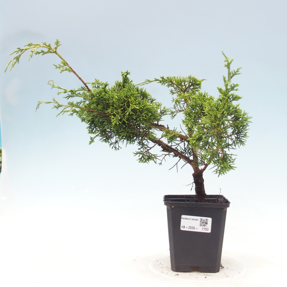 Kültéri bonsai - Juniperus chinensis Itoigawa