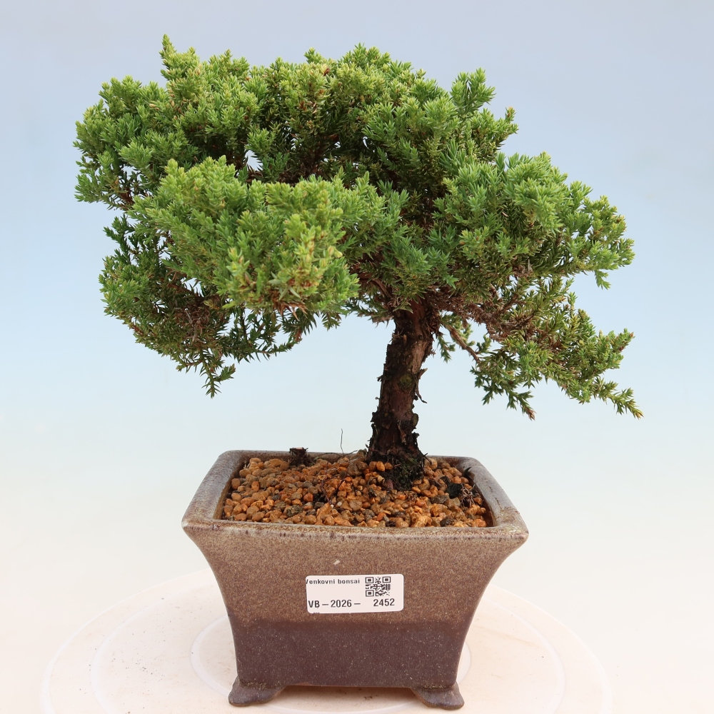Kültéri bonsai - Juniperus procumbens - Juniperus procumbens