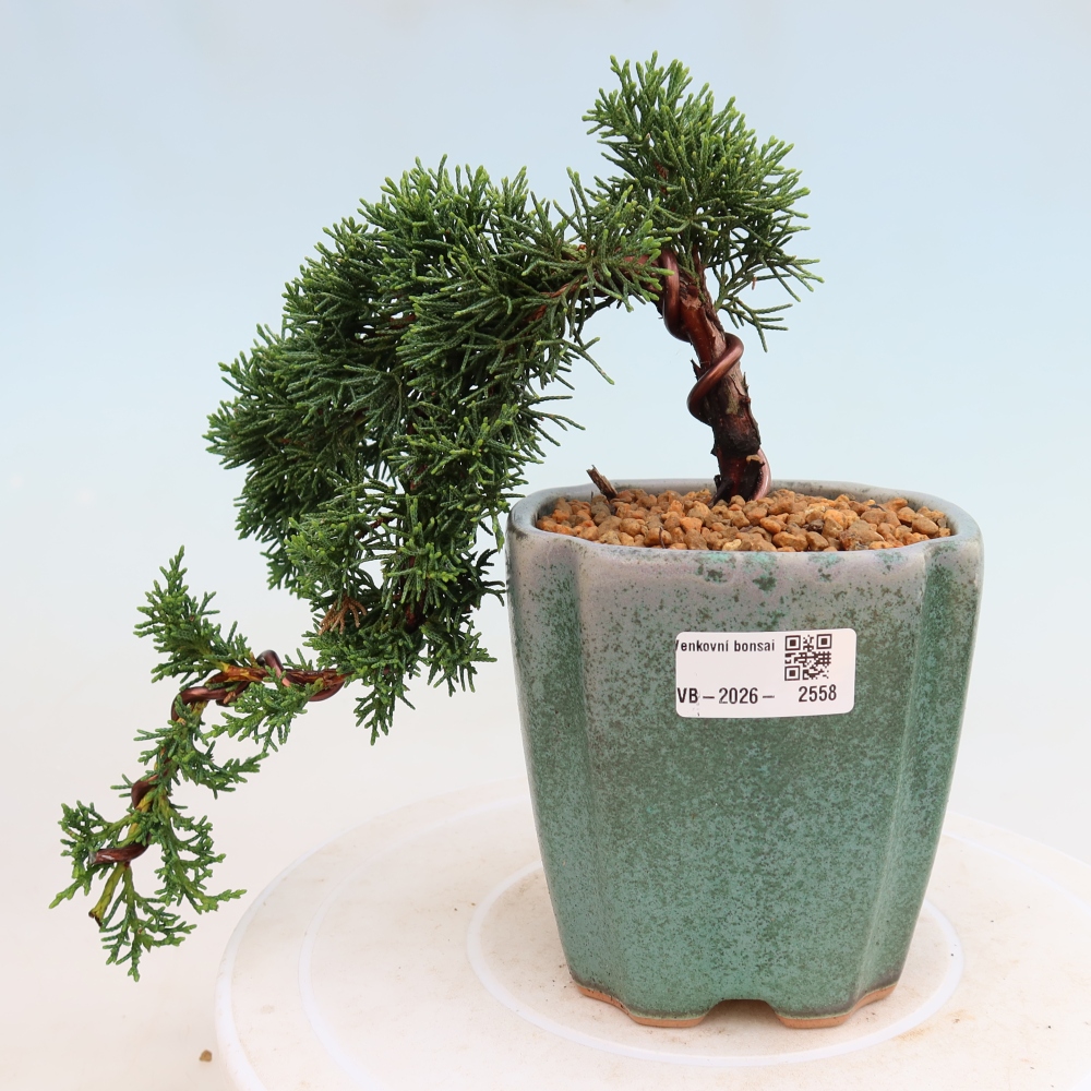 Kültéri bonsai - Juniperus chinensis Kishu