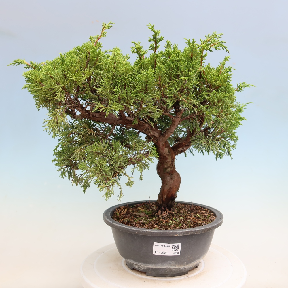 Kültéri bonsai - Juniperus chinensis Itoigawa-Juniperus chinensis